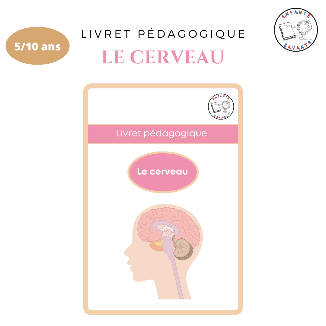 Le cerveau